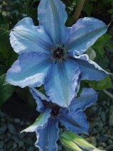 Clematis  'Alice Fisk'